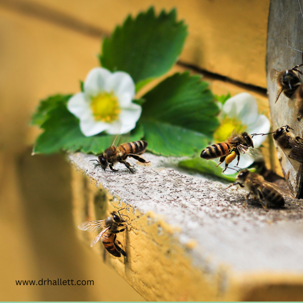 bee allergy