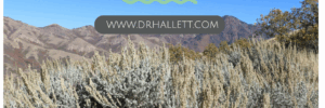 Weed spolight: sagebrush