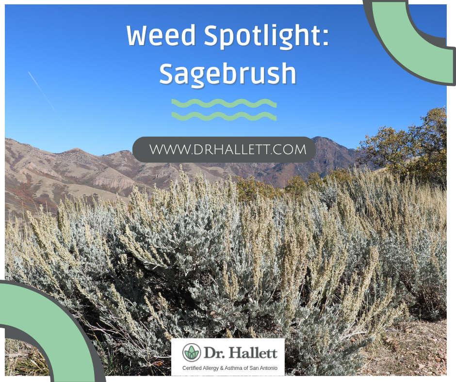 Allergen Spotlight: Sagebrush Pollen